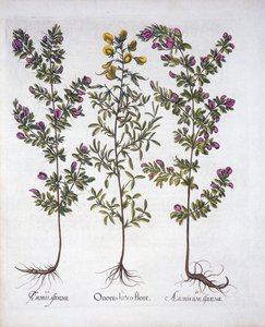 الأصفر Rest-Harrow ، Pink Rest-Harrow و Pink Thorny Rest-Harrow ، من Hortus Eystettensis ، بقلم Basil Besler (1561-1629) ، حانة. 1613 (نقش يدوي) بواسطة المدرسة الألمانية