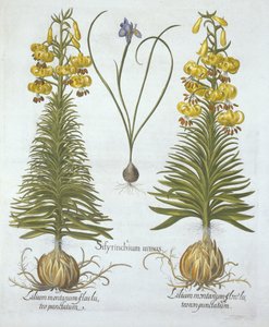 الأصفر Turkscap Lily مع لمبة وعشب أزرق قزم ، من Hortus Eystettensis ، بقلم Basil Besler (1561-1629) ، حانة. 1613 (نقش يدوي) بواسطة المدرسة الألمانية