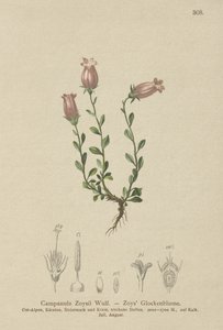Zois Bellflower (Campanula Zoysii) بواسطة المدرسة الألمانية