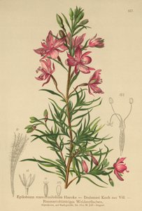 صفصاف إكليل الجبل (Epilobium rosmarinifolium ، Epilobium Dodonaei) بواسطة المدرسة الألمانية