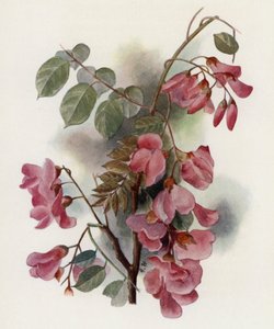 Robinia Hispida بواسطة جيرترود هاميلتون