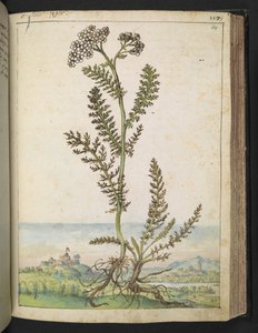 Achillea millefolium: نبات طويل القامة من السرخس بزهور بيضاء ، من "لوحات فلورا من الولايات الرومانية" بقلم غيراردو سيبو ، إضافة MS 22333 ، f114r ، c.1564-84 (ألوان مائية وغواش على ورق)