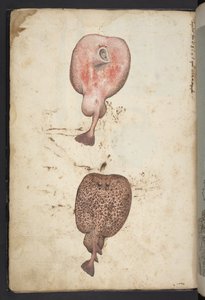 إضافة MS 22333 ، لوحات نباتات الولايات الرومانية ، حوالي 1564-84 (ألوان مائية وغواش على ورق) بواسطة غيراردو سيبو