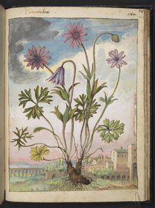 Anemone hortensis ، من "لوحات فلورا من الدول الرومانية" بقلم غيراردو سيبو ، إضافة MS 22333 ، f174r ، حوالي 1564-84 (ألوان مائية وغواش على ورق)