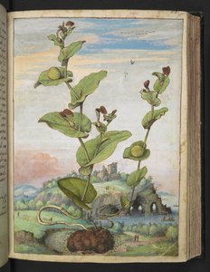 Aristolochia rotunda: نبات يحمل الفاكهة ، من "لوحات فلورا للولايات الرومانية" بقلم غيراردو سيبو ، إضافة MS 22333 ، f078r ، حوالي 1564-84 (ألوان مائية وغواش على ورق) بواسطة غيراردو سيبو