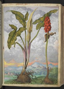 Arum italicum ، من "لوحات فلورا من الدول الرومانية" بقلم غيراردو سيبو ، إضافة MS 22333 ، f053r ، حوالي 1564-84 (ألوان مائية وغواش على ورق)