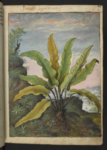 Asplenium scolopendrium ، من "لوحات فلورا الولايات الرومانية" بقلم غيراردو سيبو ، إضافة MS 22333 ، f014r ، c.1564-84 (ألوان مائية وغواش على ورق) بواسطة غيراردو سيبو