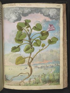 Calystegia Soldanella ، من "لوحات فلورا من الدول الرومانية" بقلم غيراردو سيبو ، إضافة MS 22333 ، f150r ، c.1564-84 (ألوان مائية وغواش على ورق)