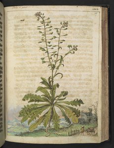 Capsella bursa-pastoris ، من "لوحات فلورا الولايات الرومانية" بقلم غيراردو سيبو ، إضافة MS 22333 ، f119r ، c.1564-84 (ألوان مائية وغواش على ورق) بواسطة غيراردو سيبو