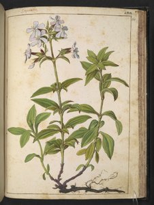 Caryophyllaceae (Soapwort): جنس من النباتات المزهرة في الأسرة الوردية ، من "لوحات فلورا الولايات الرومانية" بقلم غيراردو سيبو ، إضافة MS 22333 ، f164r ، c.1564-84 (ألوان مائية وغواش على ورق) بواسطة غيراردو سيبو