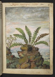 Ceterach officinarum ، من "لوحات فلورا من الدول الرومانية" بقلم غيراردو سيبو ، إضافة MS 22333 ، f013r ، c.1564-84 (ألوان مائية وغواش على ورق)