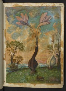 Colchicum autumnale ، من "لوحات فلورا من الدول الرومانية" بقلم غيراردو سيبو ، إضافة MS 22333 ، f022r ، c.1564-84 (ألوان مائية وغواش على ورق) بواسطة غيراردو سيبو