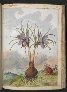 Crocus sativus (الزعفران) ، من "لوحات فلورا من الدول الرومانية" بقلم غيراردو سيبو ، إضافة MS 22333 ، f160r ، حوالي 1564-84 (ألوان مائية وغواش على ورق) بواسطة غيراردو سيبو