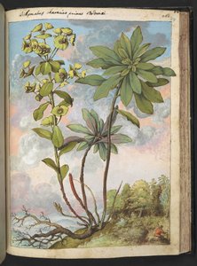 الفربيون amygdaloises أو Euphorbia characias ، من "لوحات فلورا من الدول الرومانية" بقلم غيراردو سيبو ، إضافة MS 22333 ، f154r ، c.1564-84 (ألوان مائية وغواش على ورق) بواسطة غيراردو سيبو