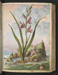Gladiolus Italicus ، من "لوحات فلورا من الدول الرومانية" بقلم غيراردو سيبو ، إضافة MS 22333 ، f072r ، c.1564-84 (ألوان مائية وغواش على ورق)