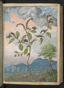 Heliotropium europeanum ، من "لوحات فلورا الولايات الرومانية" بقلم غيراردو سيبو ، إضافة MS 22333 ، f044r ، حوالي 1564-84 (ألوان مائية وغواش على ورق) بواسطة غيراردو سيبو