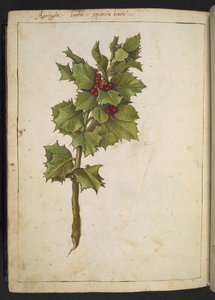 Ilex aquifolium (هولي) ، من "لوحات فلورا الولايات الرومانية" بقلم غيراردو سيبو ، إضافة MS 22333 ، f182v ، 1564-84 (ألوان مائية وغواش على ورق)