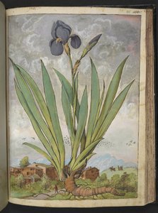 Iris germanica ، من "لوحات فلورا من الدول الرومانية" بقلم غيراردو سيبو ، إضافة MS 22333 ، f148r ، c.1564-84 (ألوان مائية وغواش على ورق) بواسطة غيراردو سيبو