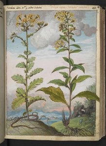 Jacobaeae vulgaris et Senecio ovatu ، من "لوحات فلورا للولايات الرومانية" بقلم غيراردو سيبو ، إضافة MS 22333 ، f046r ، c.1564-84 (ألوان مائية وغواش على ورق) بواسطة غيراردو سيبو