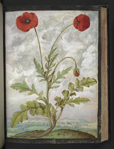 Papaver rhoeas (الخشخاش) ، من "لوحات فلورا الولايات الرومانية" بقلم غيراردو سيبو ، إضافة MS 22333 ، f107r ، حوالي 1564-84 (ألوان مائية وغواش على ورق) بواسطة غيراردو سيبو