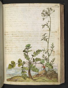 Pimpinella saxifraga ، من "لوحات فلورا من الدول الرومانية" بقلم غيراردو سيبو ، إضافة MS 22333 ، f101r ، c.1564-84 (ألوان مائية وغواش على ورق) بواسطة غيراردو سيبو