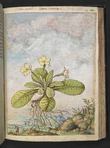 Primula vulgaris ، من "لوحات فلورا الولايات الرومانية" بقلم غيراردو سيبو ، إضافة MS 22333 ، f128r ، c.1564-84 (ألوان مائية وغواش على ورق) بواسطة غيراردو سيبو