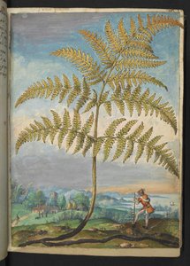 Pteridium aquilinium: سرخس ، من "لوحات فلورا للولايات الرومانية" بقلم غيراردو سيبو ، إضافة MS 22333 ، f020r ، حوالي 1564-84 (ألوان مائية وغواش على ورق) بواسطة غيراردو سيبو