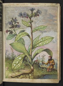Pulmonaria officinalis ، من "لوحات فلورا الولايات الرومانية" بقلم غيراردو سيبو ، إضافة MS 22333 ، f028r ، حوالي 1564-84 (ألوان مائية وغواش على ورق) بواسطة غيراردو سيبو