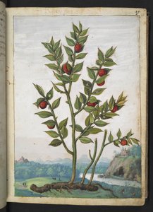 Ruscus aculeatus: نبات يحمل التوت الأحمر ، من "لوحات فلورا من الولايات الرومانية" بقلم غيراردو سيبو ، إضافة MS 22333 ، f023r ، c.1564-84 (ألوان مائية وغواش على ورق)
