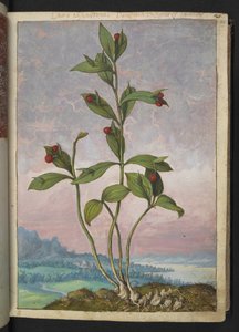 Ruscus hypoglossum: نبات يحمل التوت الأحمر ، من "لوحات فلورا من الولايات الرومانية" بقلم غيراردو سيبو ، إضافة MS 22333 ، f024r ، c.1564-84 (ألوان مائية وغواش على ورق)