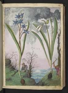 Scilla bifolia و Galanthus nivalis ، من "لوحات فلورا للولايات الرومانية" بقلم غيراردو سيبو ، إضافة MS 22333 ، f035r ، c.1564-84 (ألوان مائية وغواش على ورق)