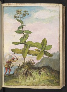 Sedum telephium ، من "لوحات فلورا من الدول الرومانية" بقلم غيراردو سيبو ، إضافة MS 22333 ، f043r ، c.1564-84 (ألوان مائية وغواش على ورق) بواسطة غيراردو سيبو