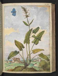 Stachys officinalis ، من "لوحات فلورا الولايات الرومانية" بقلم غيراردو سيبو ، إضافة MS 22333 ، f093r ، c.1564-84 (ألوان مائية وغواش على ورق)