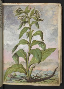 Symphytum officinale (Comfrey) ، من "Paintings of Flora of the Roman States" بقلم غيراردو سيبو ، إضافة MS 22333 ، f029r ، حوالي 1564-84 (ألوان مائية وغواش على ورق) بواسطة غيراردو سيبو