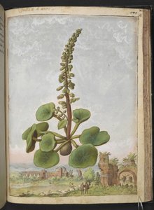 Umbilicus rupestris (Navelwort): نبات مزهر صالح للأكل ، من "لوحات فلورا من الولايات الرومانية" بقلم غيراردو سيبو ، إضافة MS 22333 ، f162r ، c.1564-84 (ألوان مائية وغواش على ورق)