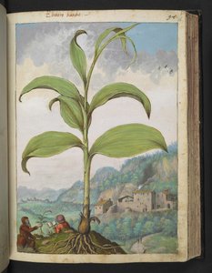 Veratrum nigrum ، من "لوحات فلورا الولايات الرومانية" بقلم غيراردو سيبو ، إضافة MS 22333 ، f096r ، c.1564-84 (ألوان مائية وغواش على ورق) بواسطة غيراردو سيبو