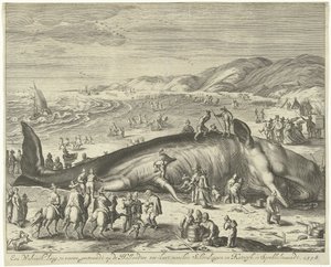الحوت الذي تقطعت به السبل في Berckhey ، 1598 حوت يبلغ طوله 70 قدمًا ، تقطعت به السبل على ساحل البحر الهولندي ، بين شيفلينجن وكاتويك ، في سبروككلمااندت ، 1598 (العنوان على الجسم) بواسطة جيليم فان دير جوين