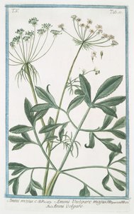 Ammi majus بواسطة جورجيو بونيلي