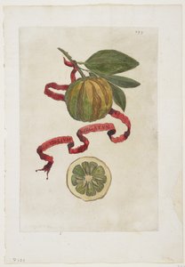 Aurantium Virgatum ، من Hesperides ، 1646 بواسطة جيوفاني باتيستا فيراري