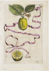 الليمون البرتقالي نفس التأثير ، من Hesperus ، 1646 بواسطة جيوفاني باتيستا فيراري