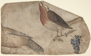 عنب يأكل الطيور ، وجه ، ظهر النمرة ، 1487-1564. بواسطة جيوفاني دا أوديني