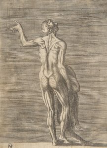 سلخ، الرجل، ب، اليد اليسرى، عن، الورك، حمل الجلد في اليد اليمنى، ca. 1531-76. بواسطة جوليو بوناسون
