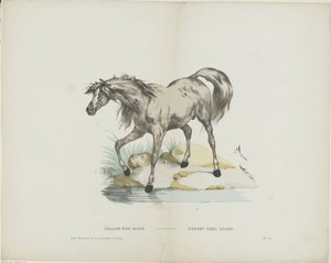 Étalon pur sang / Hengst دم كامل (العنوان على الكائن) بواسطة مجهول