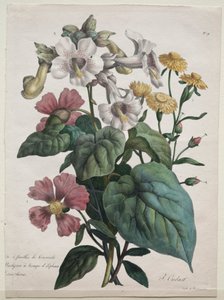 دورة التاريخ الطبيعي ، تحتوي على الأنواع الرئيسية للمملكة الحيوانية ... ، 1825.