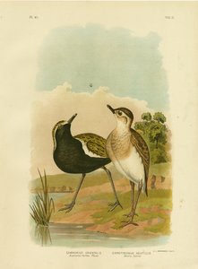 بلوفر الذهبي الأسترالي أو المحيط الهادئ الذهبي بلوفر ، 1891 بواسطة جراسيوس بروينوفسكي
