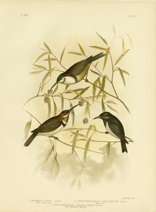 العسل الأسود ، 1891 بواسطة جراسيوس بروينوفسكي
