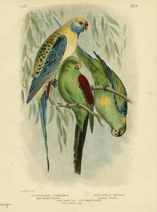 ببغاء أزرق الخد ، 1891 بواسطة جراسيوس بروينوفسكي
