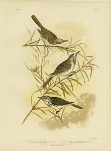 عسل نحل من الجبن فولفو 1891 بواسطة جراسيوس بروينوفسكي