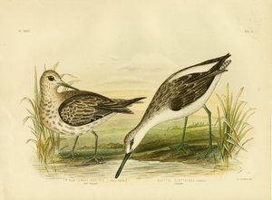 طيطوي كبير ، 1891 بواسطة جراسيوس بروينوفسكي