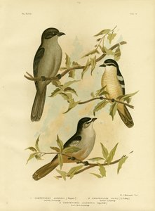 Jardines Campephaga Or Common Cicadabird ، 1891